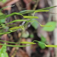 Actinostachys digitata  (L.) Wall.
